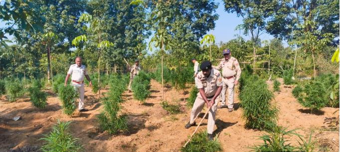 সরকারি জমিতে গাঁজা চাষ—লেফুঙ্গা থানার অভিযানে ধ্বংস ৪ হাজার গাছ